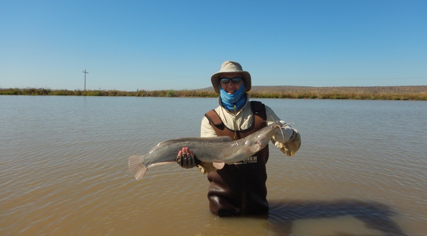 Sharptooth catfish, African Catfish, Barbel fishing with Wild Fly Fishing in the Karoo