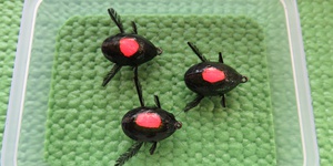 Indicator Beetle